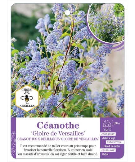 CEANOTHUS X DELILIANUS GLOIRE DE VERSAILLES