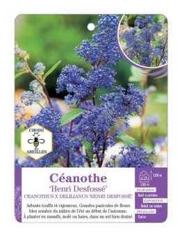 CEANOTHUS X DELILIANUS HENRI DESFOSSÉ