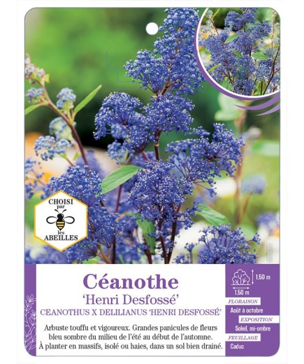 CEANOTHUS X DELILIANUS HENRI DESFOSSÉ