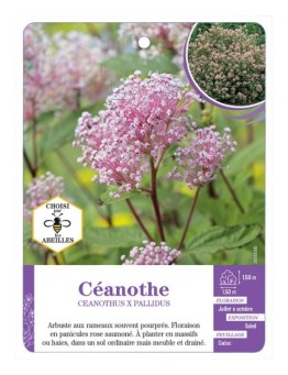 CEANOTHUS X PALLIDUS (rose)