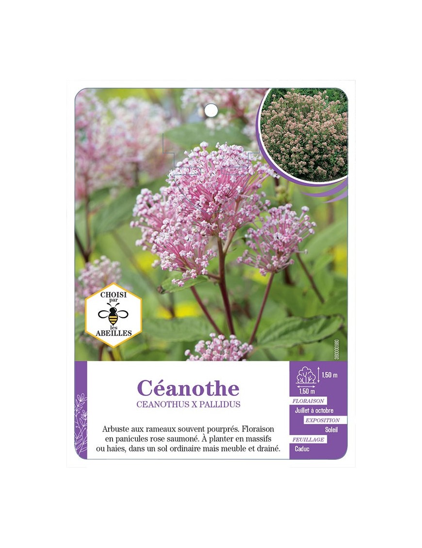 CEANOTHUS X PALLIDUS (rose)