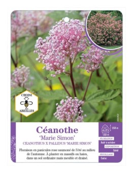 CEANOTHUS X PALLIDUS MARIE SIMON