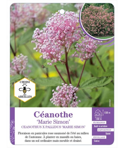 CEANOTHUS X PALLIDUS MARIE SIMON