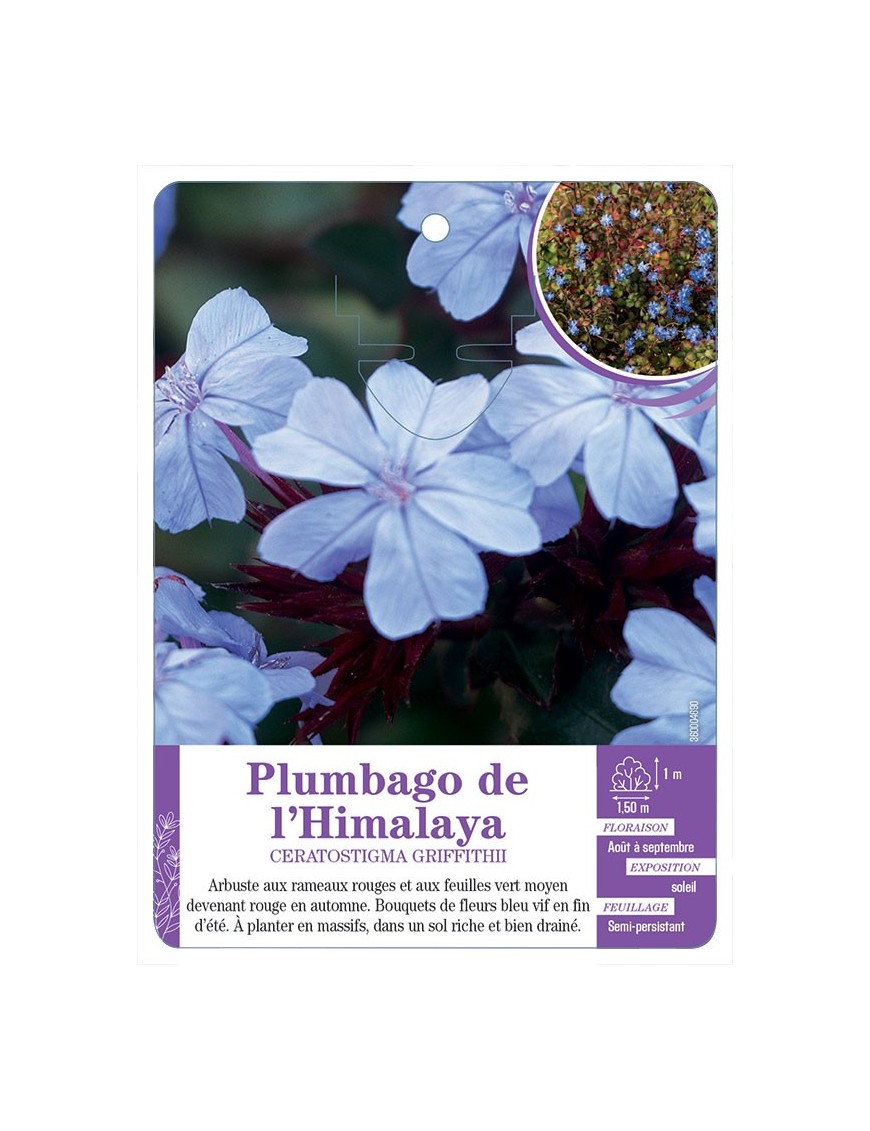 CERATOSTIGMA GRIFFITHII voir Plumbago de l’Himalaya