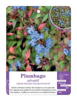 CERATOSTIGMA WILLMOTTIANUM voir Plumbago arbustif