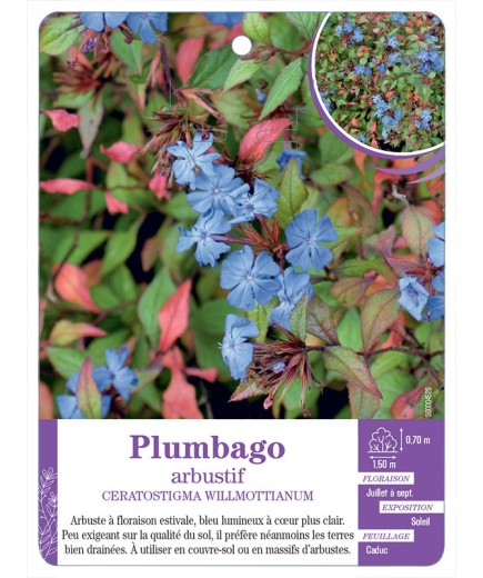 CERATOSTIGMA WILLMOTTIANUM voir Plumbago arbustif