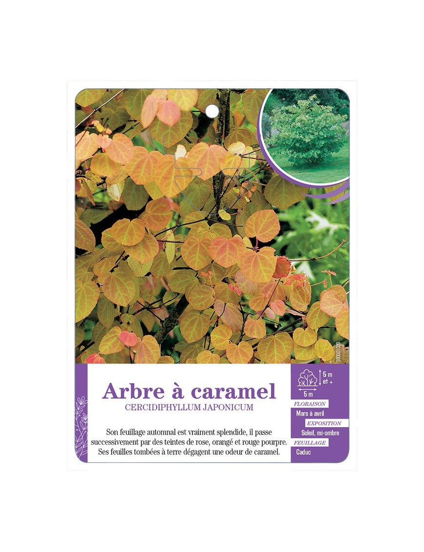 CERCIDIPHYLLUM JAPONICUM voir Arbre à caramel