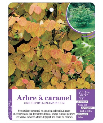 CERCIDIPHYLLUM JAPONICUM voir Arbre à caramel