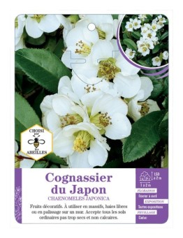 CHAENOMELES JAPONICA voir Cognassier du Japon