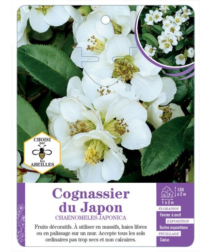 CHAENOMELES JAPONICA voir Cognassier du Japon
