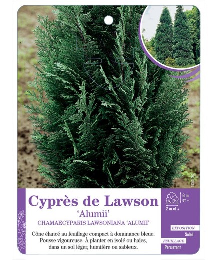 CHAMAECYPARIS LAWSONIANA ALUMII voir Cyprès de Lawson