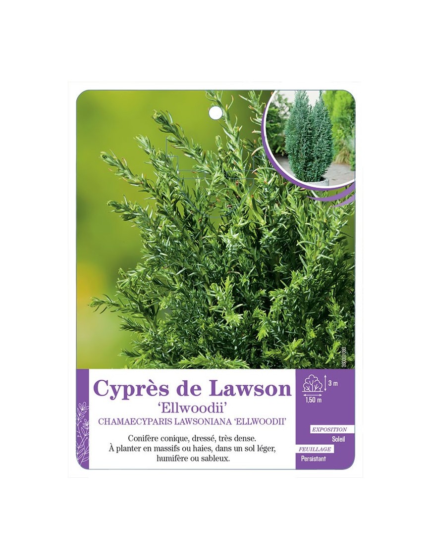 CHAMAECYPARIS LAWSONIANA ELLWOODII voir Cyprès de Lawson