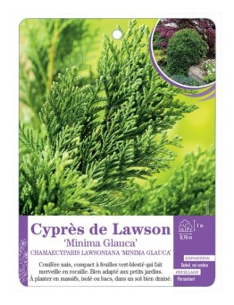 CHAMAECYPARIS LAWSONIANA MINIMA GLAUCA voir Cyprès de Lawson
