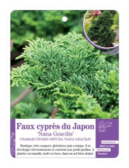 CHAMAECYPARIS OBTUSA NANA GRACILIS voir Faux cyprès du Japon
