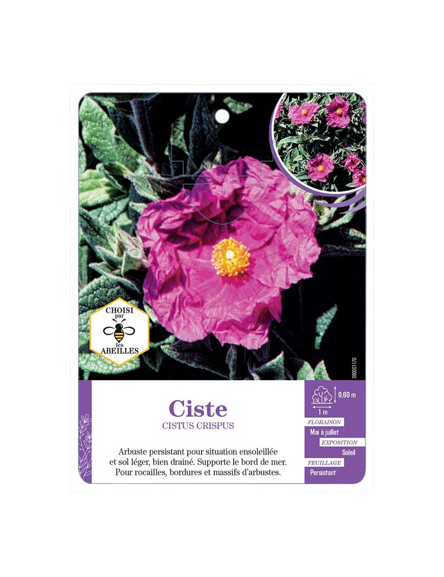 CISTUS CRISPUS voir Ciste