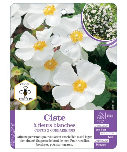 CISTUS X CORBARIENSIS voir Ciste à fleurs blanches