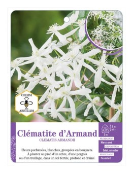 CLEMATIS ARMANDII