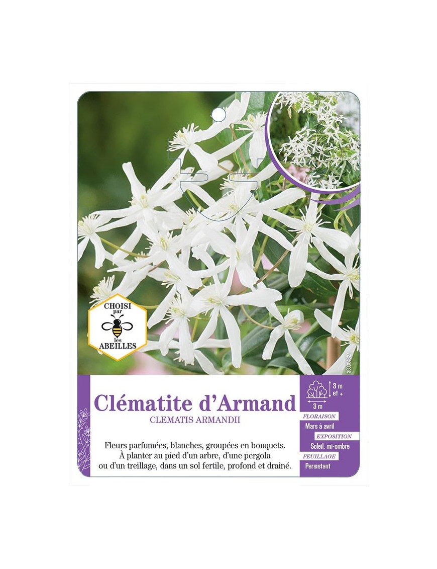 CLEMATIS ARMANDII