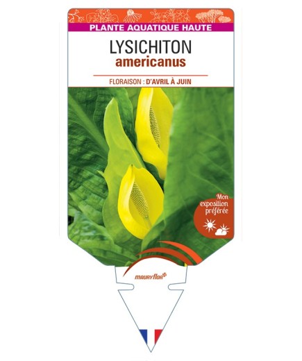 LYSICHITON americanus