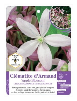 CLEMATIS ARMANDII APPLE BLOSSOM
