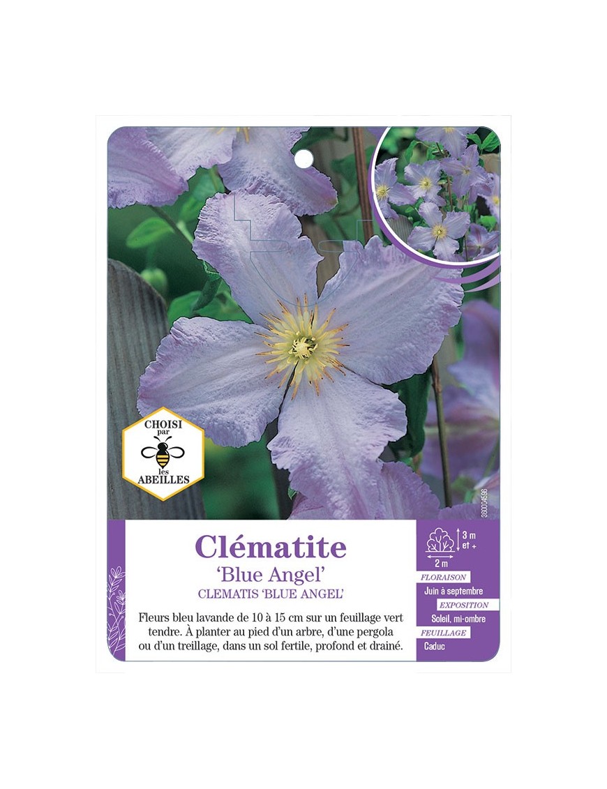 CLEMATIS BLUE ANGEL