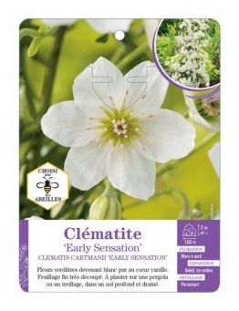 CLEMATIS CARTMANII EARLY SENSATION