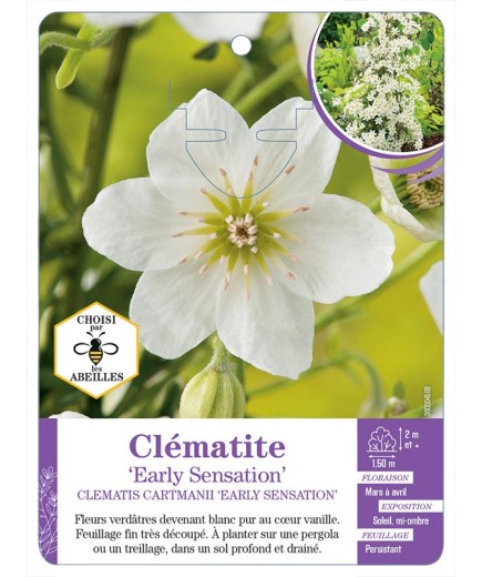 CLEMATIS CARTMANII EARLY SENSATION