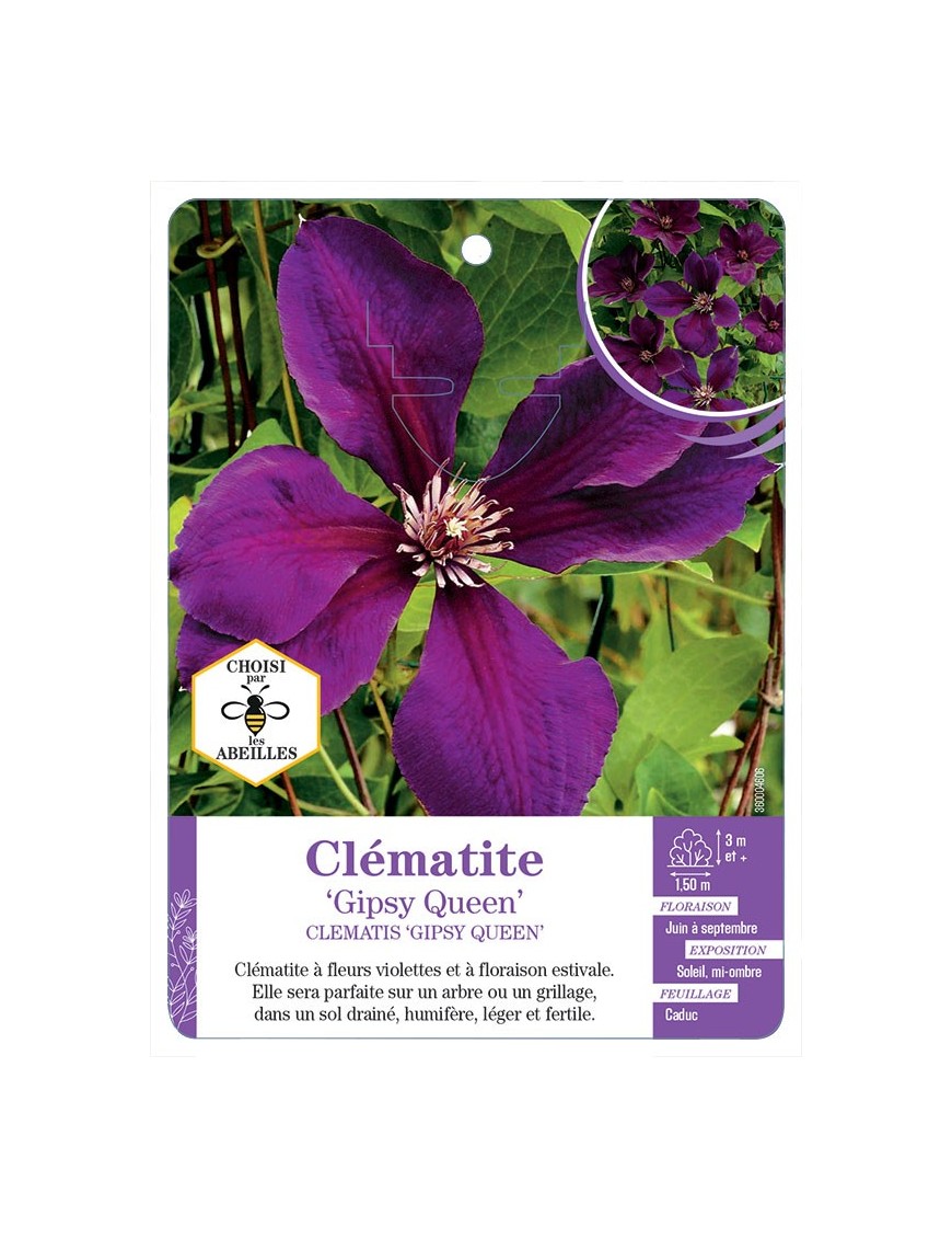 CLEMATIS GIPSY QUEEN