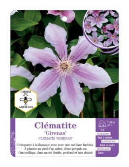 CLEMATIS GIRENAS