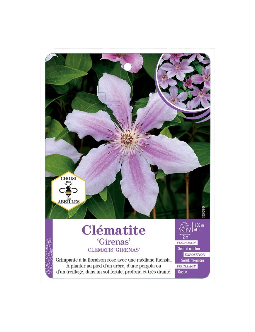 CLEMATIS GIRENAS