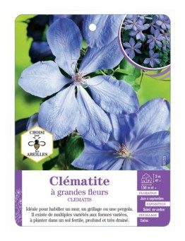 CLEMATIS grandes fleurs (bleu clair)
