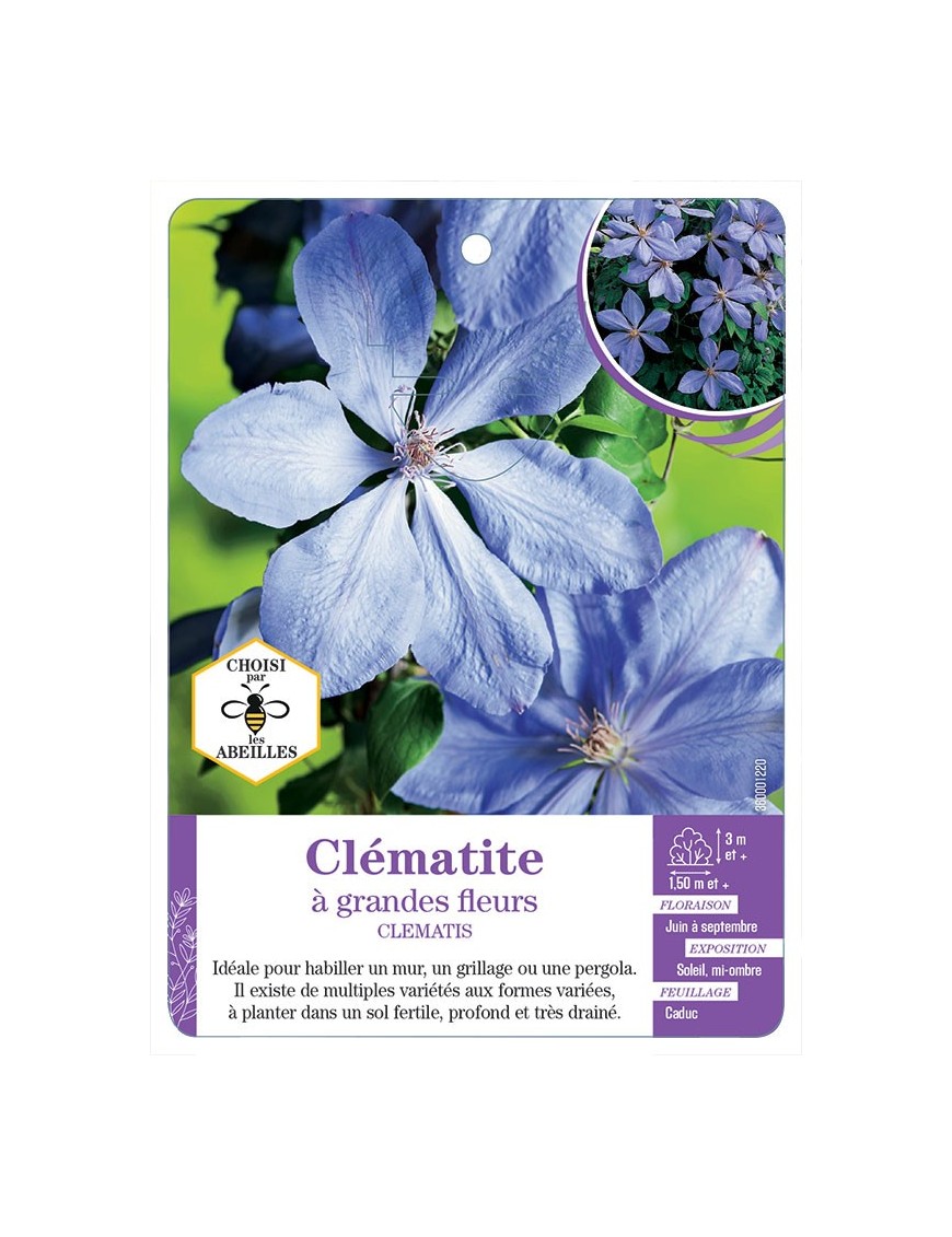 CLEMATIS grandes fleurs (bleu clair)