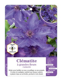 CLEMATIS grandes fleurs (bleu violet)