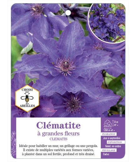 CLEMATIS grandes fleurs (bleu violet)