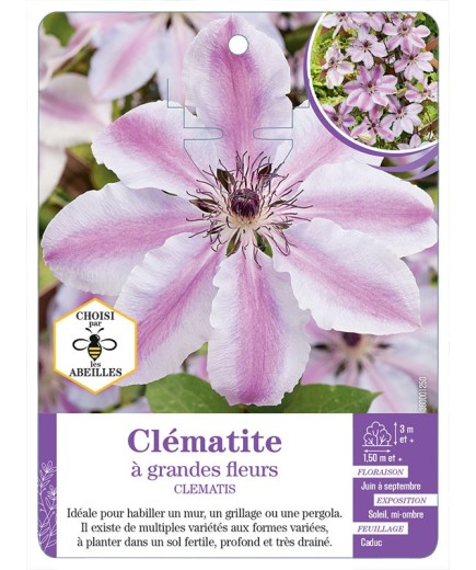 CLEMATIS grandes fleurs (rose et blanc)