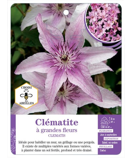 CLEMATIS grandes fleurs (rose tendre)