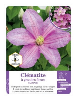 CLEMATIS grandes fleurs (rose)