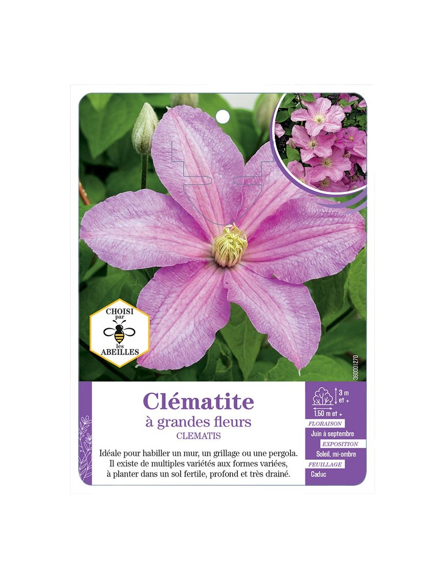 CLEMATIS grandes fleurs (rose)