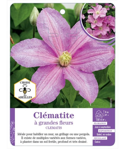 CLEMATIS grandes fleurs (rose)