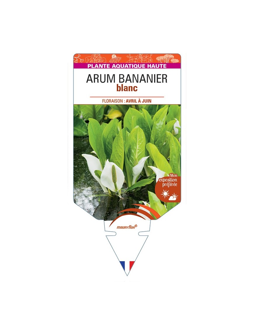 LYSICHITON camtschatcensis voir Arum Bananier blanc