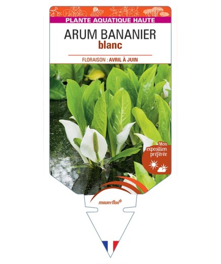 LYSICHITON camtschatcensis voir Arum Bananier blanc