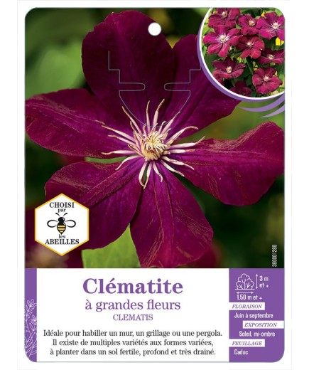 CLEMATIS grandes fleurs (rouge très foncé)