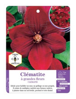CLEMATIS grandes fleurs (rouge velouté)