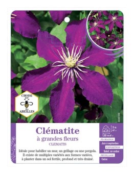 CLEMATIS grandes fleurs (violet)