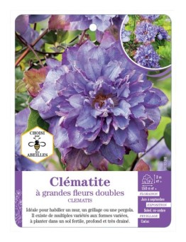 CLEMATIS grandes fleurs doubles (bleu mauve)