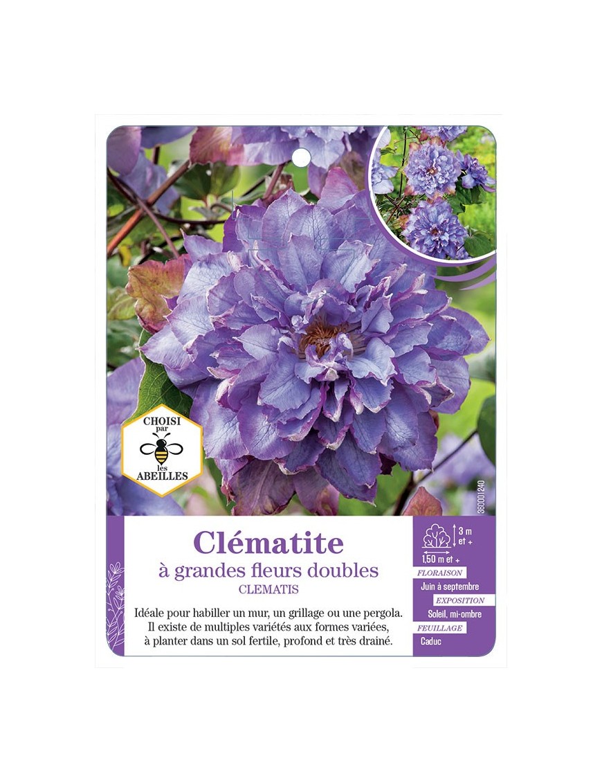 CLEMATIS grandes fleurs doubles (bleu mauve)