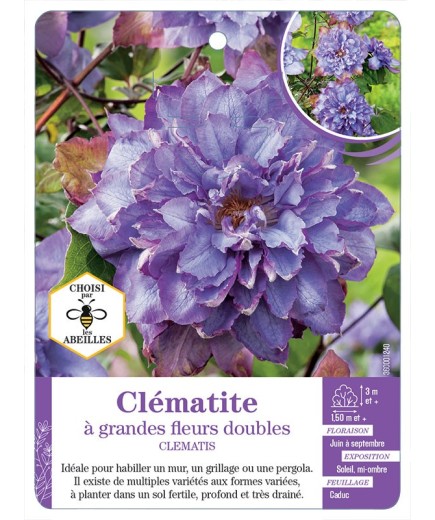 CLEMATIS grandes fleurs doubles (bleu mauve)