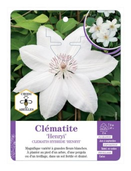 CLEMATIS HYBRIDE HENRYI