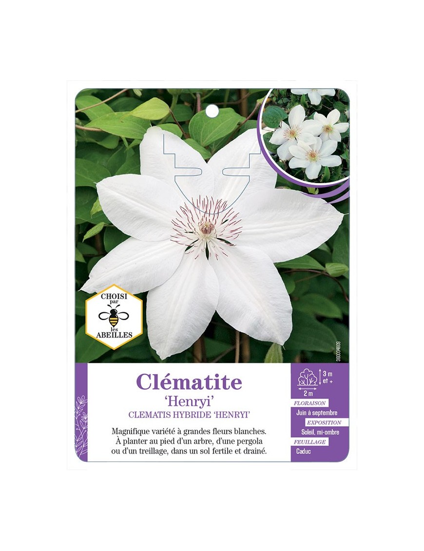 CLEMATIS HYBRIDE HENRYI