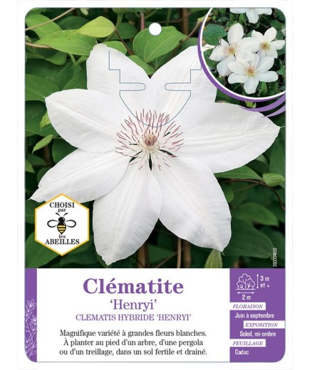 CLEMATIS HYBRIDE HENRYI